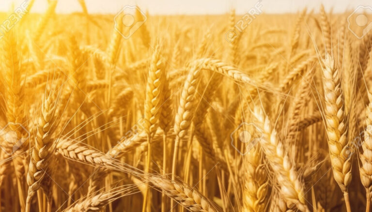 El simbolismo bíblico de las espigas: abundancia y provisión divina