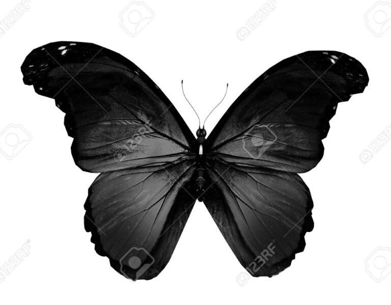 El simbolismo de las mariposas negras en la Biblia